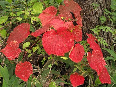 autumn seen from the rooftop