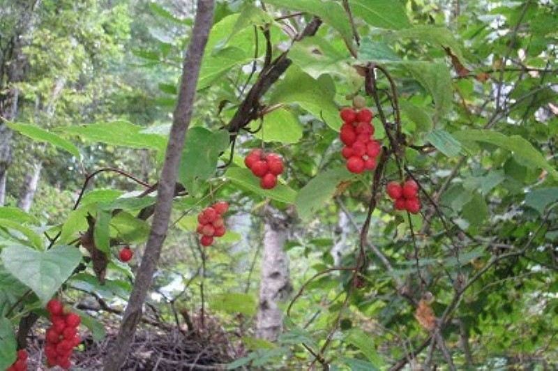 autumn seen from the rooftop