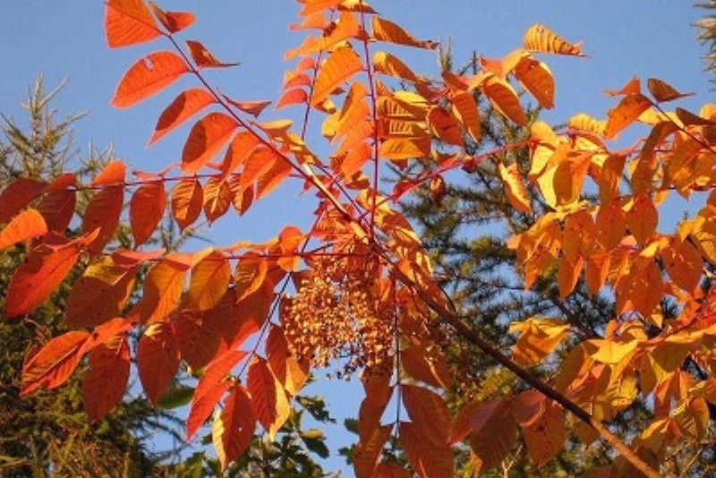 autumn seen from the rooftop