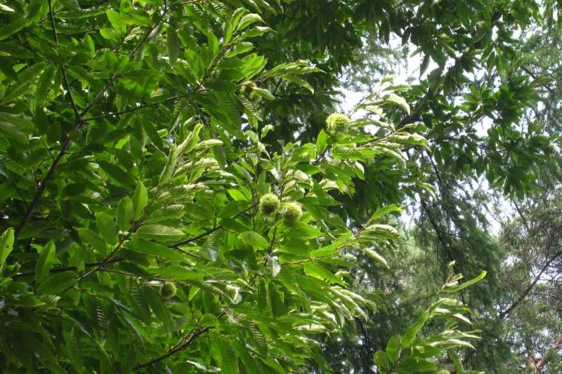 autumn seen from the rooftop