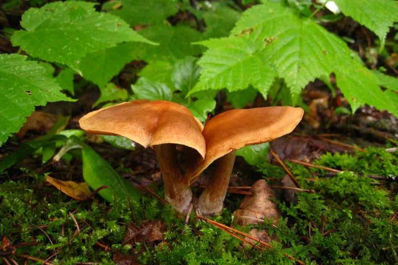 autumn seen from the rooftop