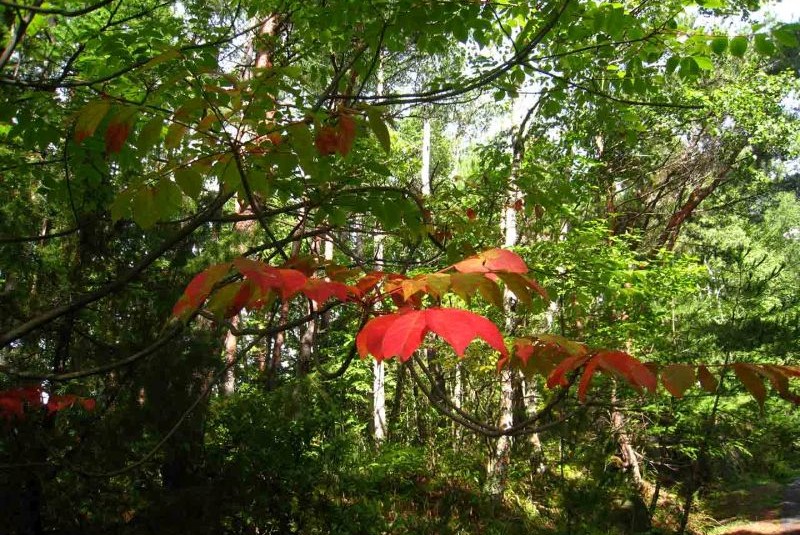 Room with a view of Mt. Fuji