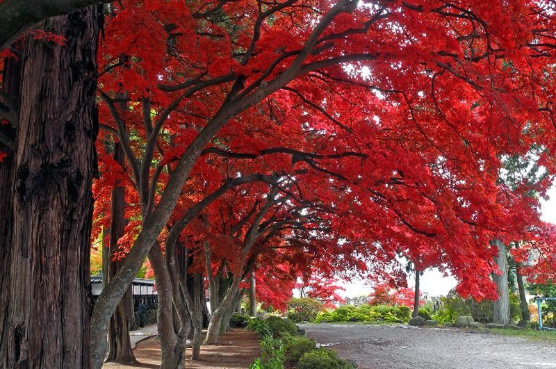 Roast pork at the buffet