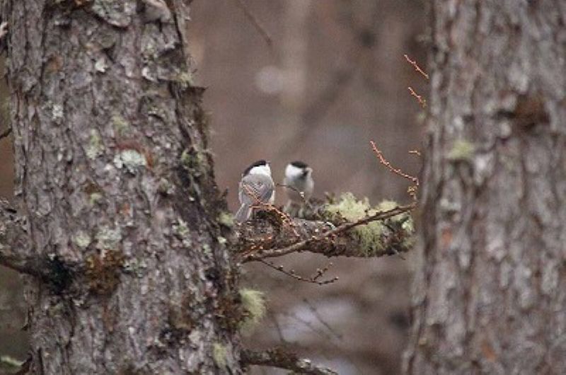 spring seen from the rooftop