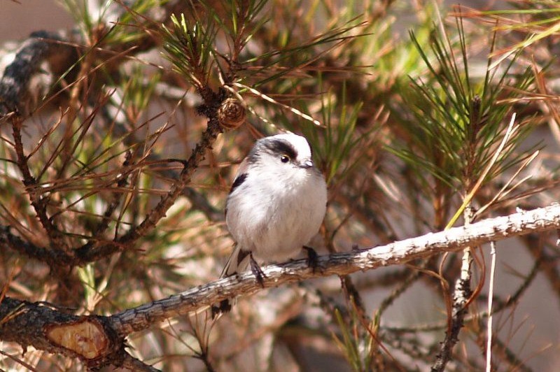 spring seen from the rooftop