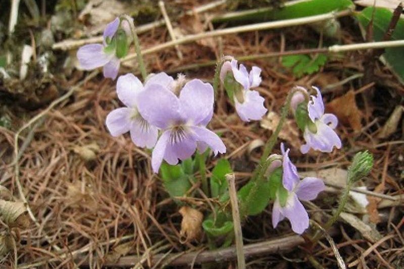 spring seen from the rooftop