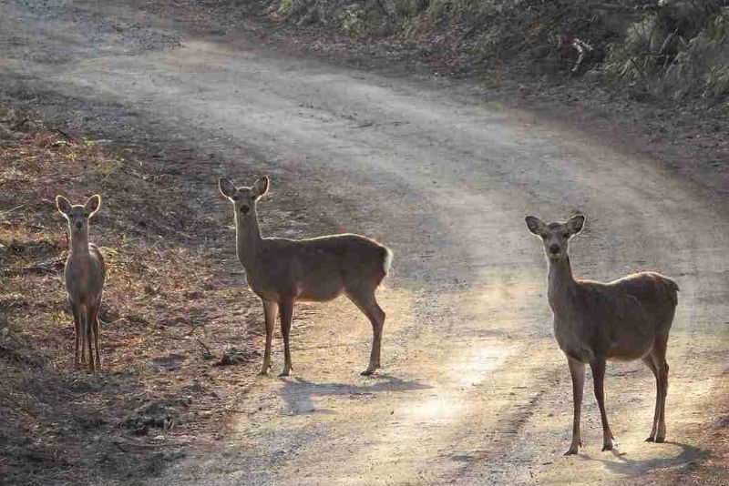 spring seen from the rooftop