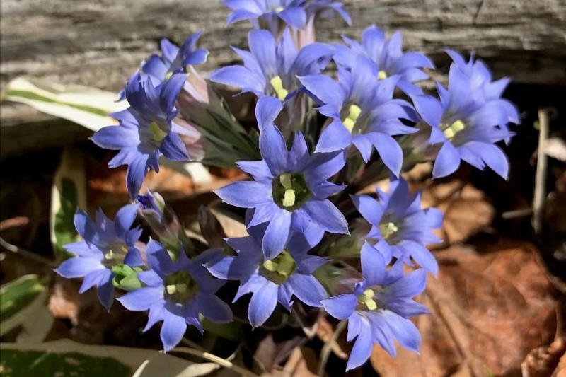 spring seen from the rooftop
