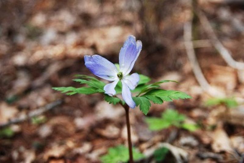 Room with a view of Mt. Fuji