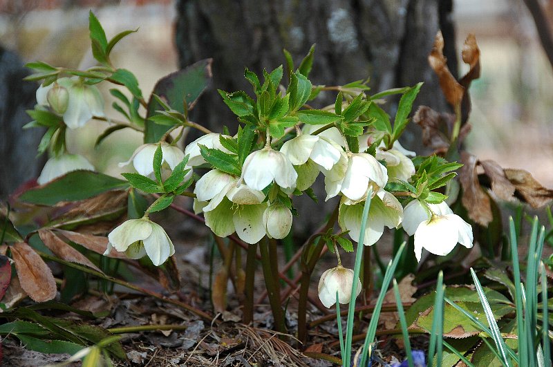 Roast pork at the buffet