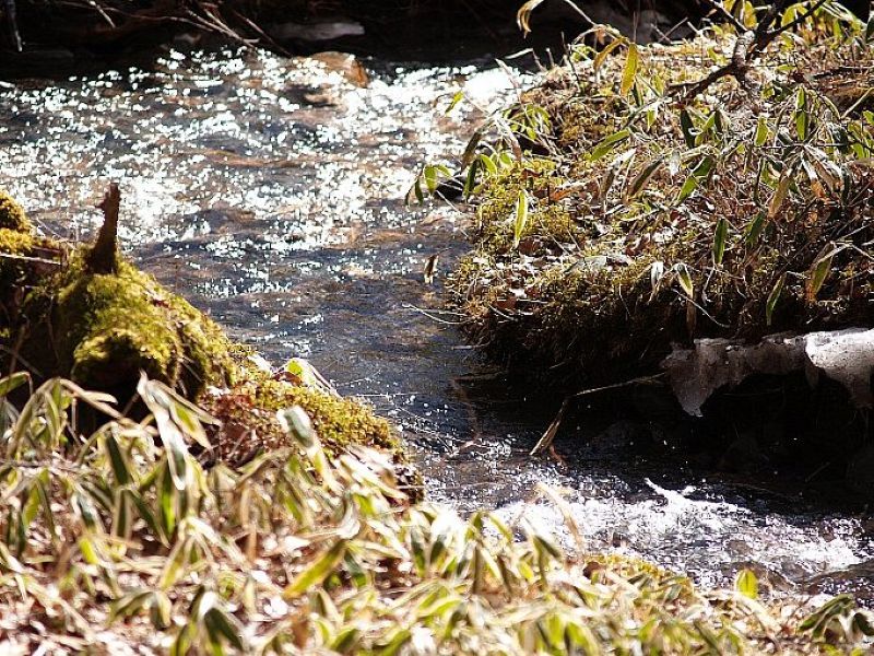 spring around Lake Kawaguchi