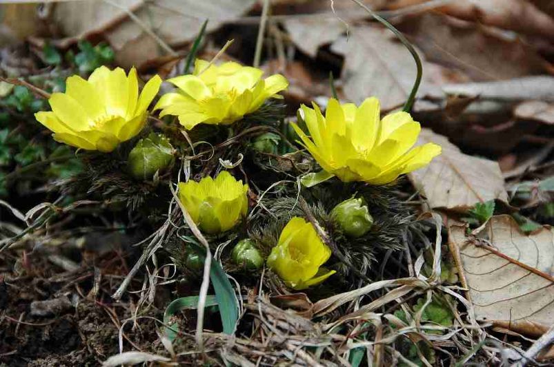 spring around Lake Kawaguchi