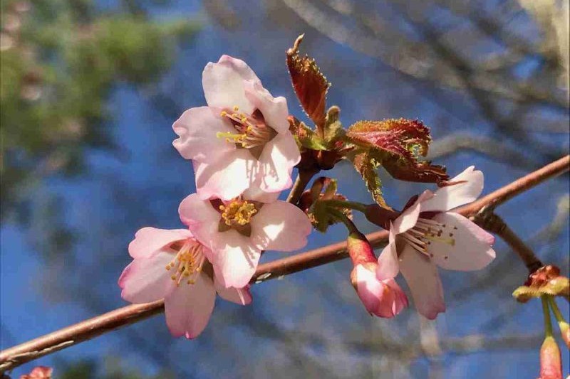 spring around Lake Kawaguchi