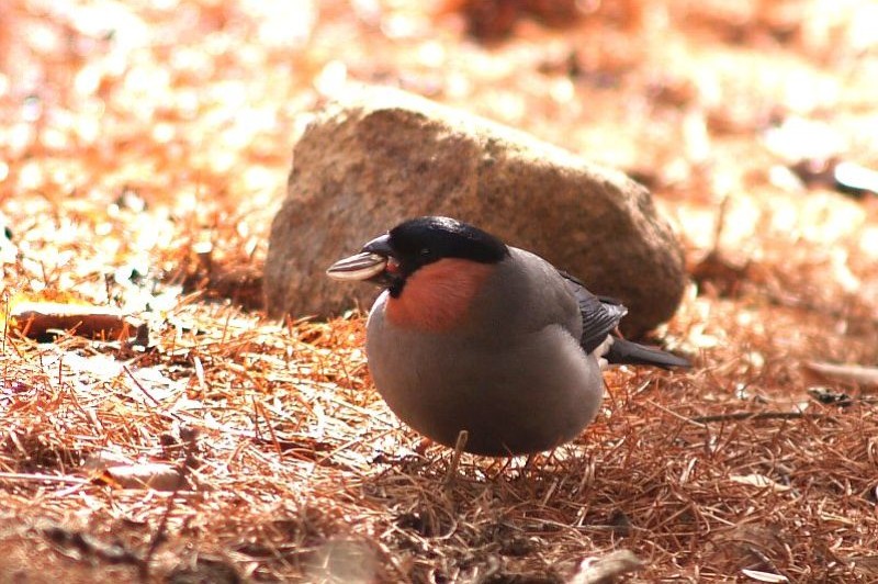 Autographed rugby ball