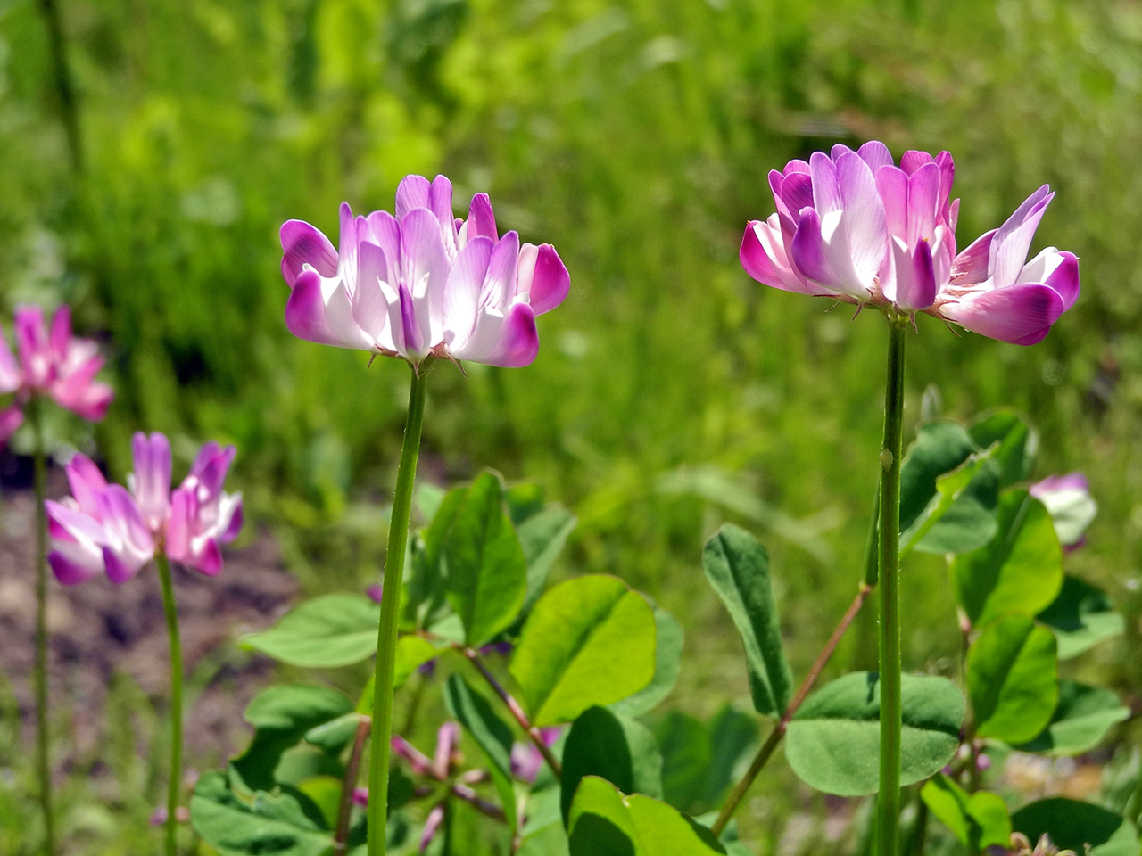 summer seen from the rooftop