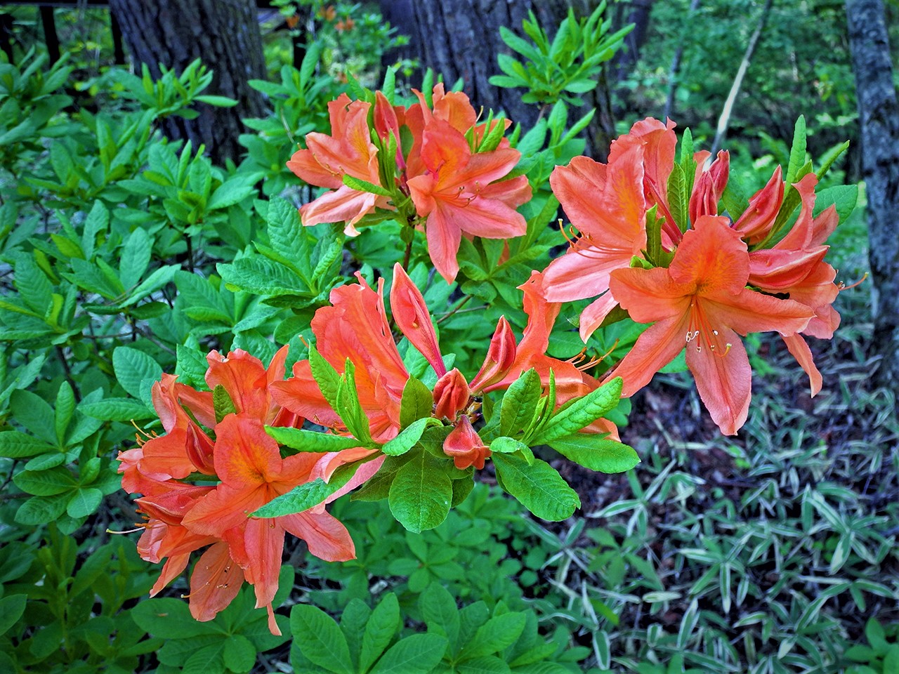 summer seen from the rooftop