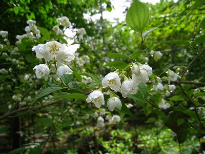 summer seen from the rooftop