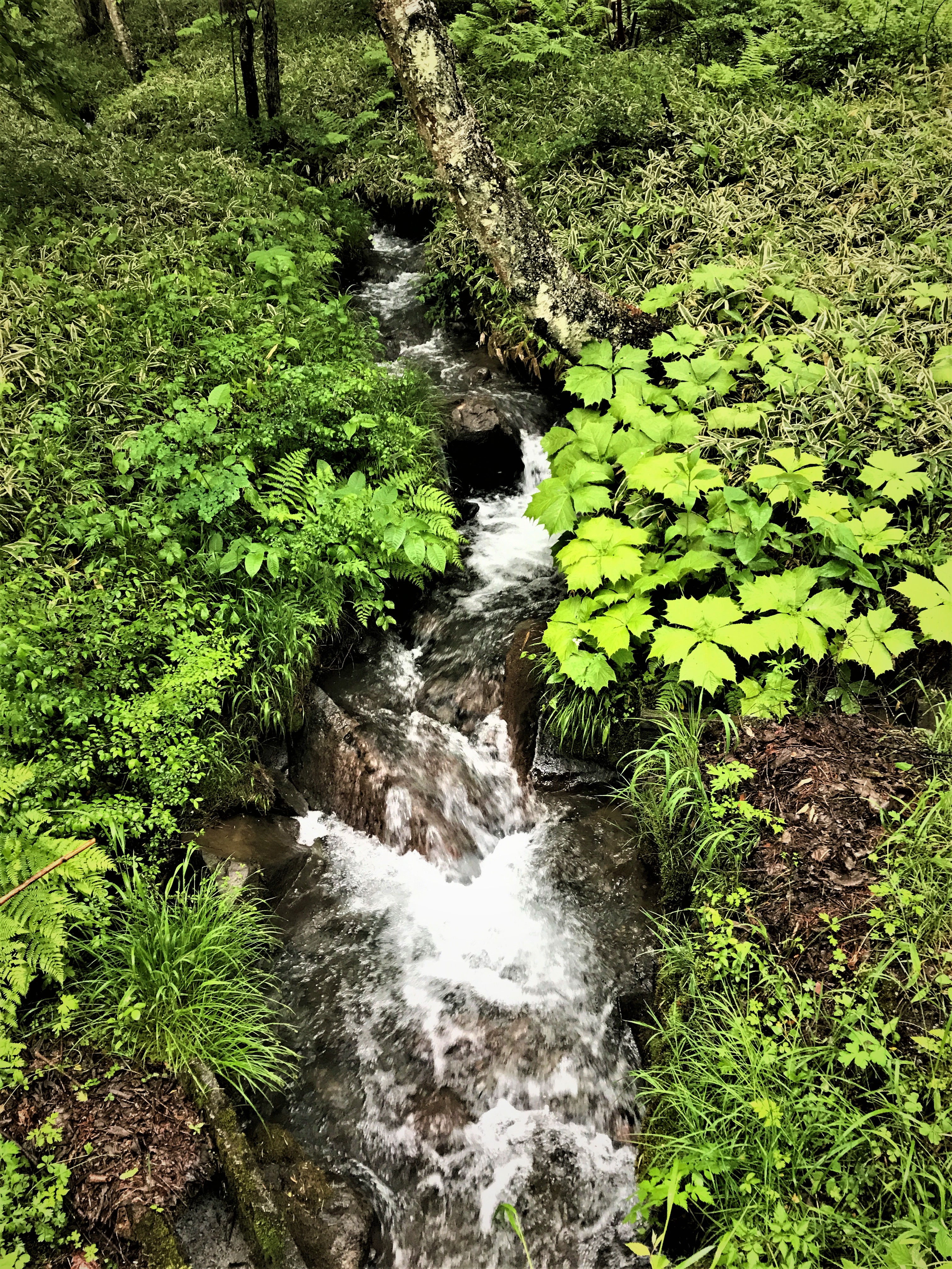 summer seen from the rooftop