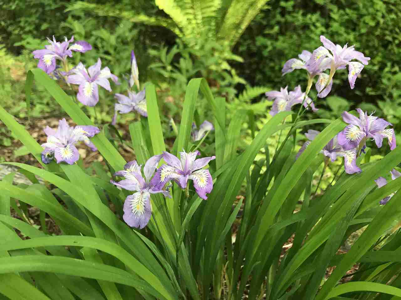 summer seen from the rooftop