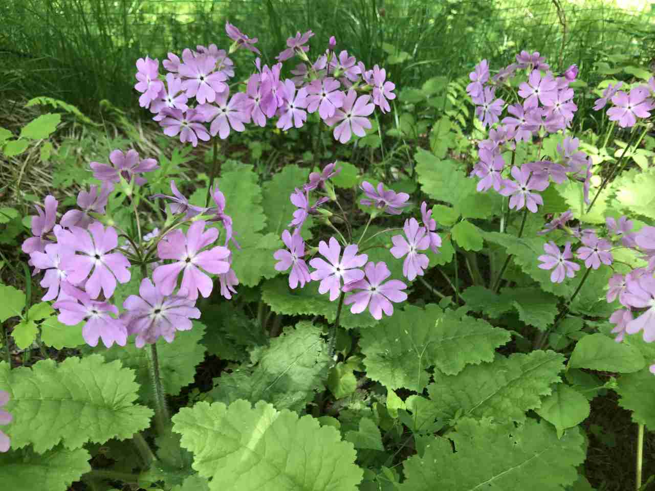 Room with a view of Mt. Fuji