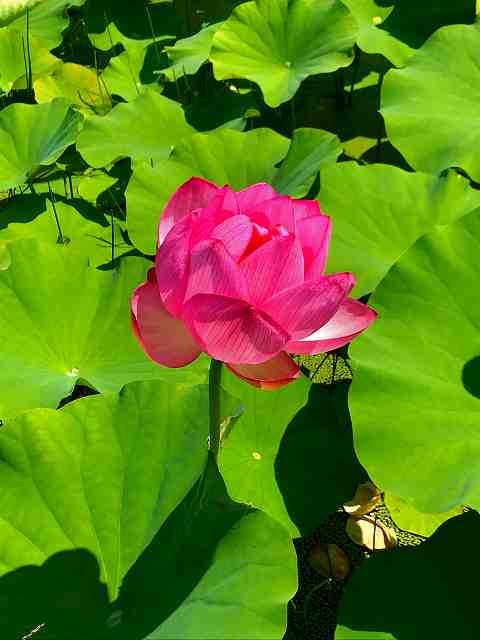 All you can eat crab