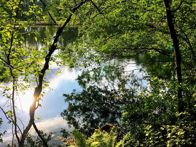 Roast pork at the buffet