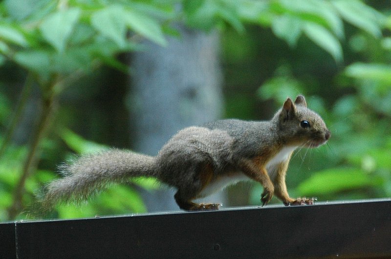 Autographed rugby ball