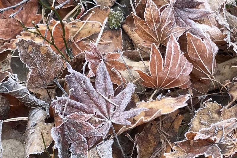 Autographed rugby ball