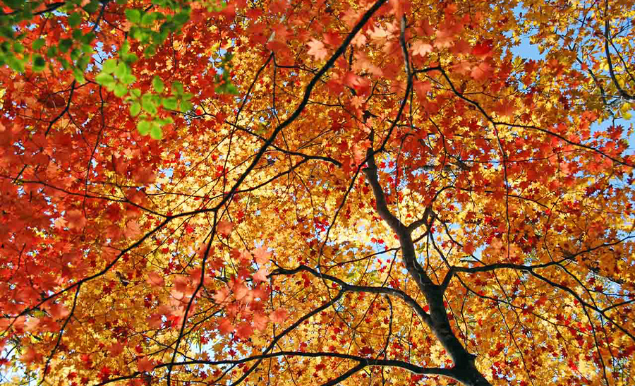 茅野市蓼科・美濃戸口にある八ヶ岳山荘の外観と登山案内所の様子