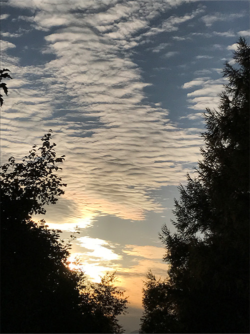 長野県茅野市・美濃戸高原フォレストリゾートに咲く黄色い花・ニッコウキスゲ