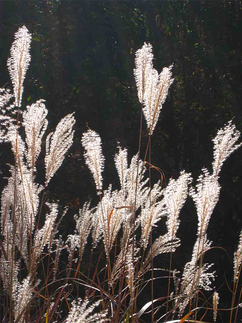 太陽の光が差し込む長野県茅野市の別荘地・美濃戸高原フォレストリゾートに自生するツツジと森林の風景（八ヶ岳南麓）