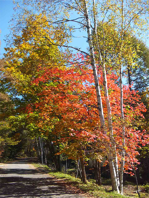 四季折々の自然が美しい長野県茅野市の別荘地・美濃戸高原フォレストリゾートの静かな林間風景