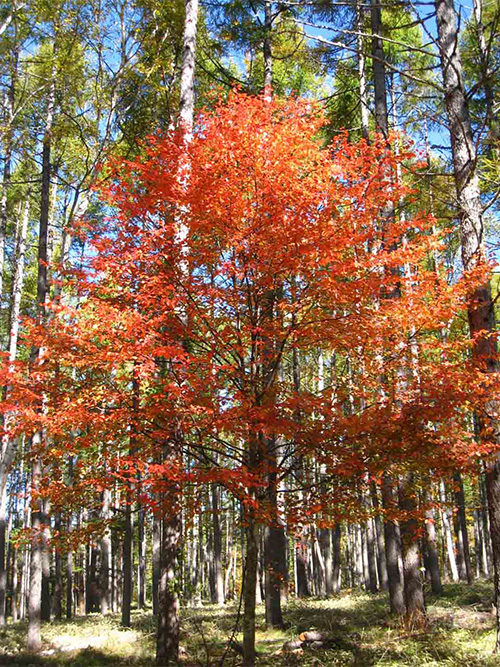 朝日が差し込む美濃戸高原フォレストリゾートの新緑の森（茅野市 美濃戸高原の自然豊かな風景）