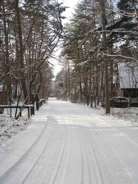 長野県茅野市・美濃戸高原フォレストリゾートに咲く黄色い花・ニッコウキスゲ