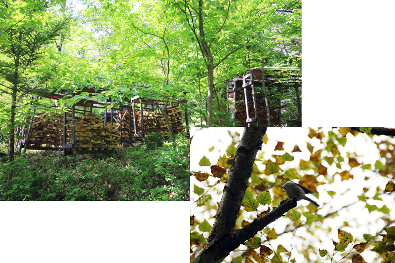 八ヶ岳南麓・美濃戸高原フォレストリゾートの別荘の庭に積まれた薪と訪れる野鳥の様子