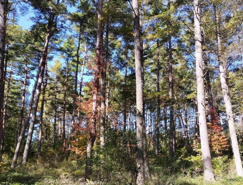 フォレストリゾート現地スタッフの日常や管理業務の様子を綴るスタッフブログ（八ヶ岳南麓・美濃戸高原）